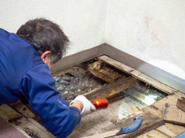 Best Professional Mold Removal  in Maple Valley, WA