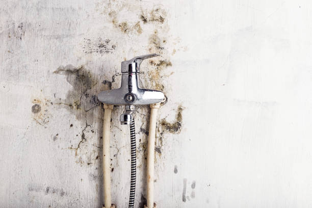 Best Mold Damage Repair  in Maple Valley, WA