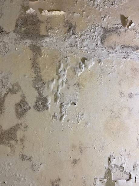 Best Toxic Mold Removal  in Maple Valley, WA